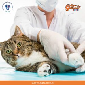 Revive la charla sobre primeros auxilios de mascotas