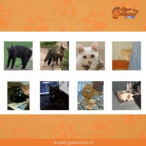Nuevos stickers de gatos son lo más descargado en Telegram