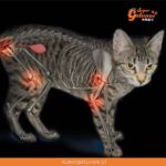 ¿Sabías que los gatos también pueden sufrir de artritis reumatoide?