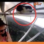 Rescatan sano y salvo a un asustado gato que aparece durante un vuelo