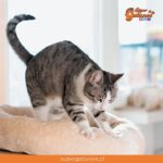 Experto en conducta explica por qué los gatos “amasan” con las patas