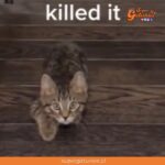 Gato sorprende en TikTok al unirse al reto viral de “El Juego del Calamar”