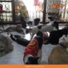 Mujer rescata a más de 100 gatos abandonados y mal heridos en Tailandia