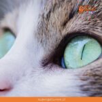 ¿Sabías que el campo de visión de los gatos es más amplio que el humano?