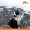 Gato salva la vida de un hombre que se perdió en una montaña de Suiza.