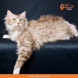 ¿Sabías que LaPerm es una de las razas de gatos más extrañas del mundo?