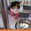 Denuncian a veterinario por maltrato tras cortarle los dedos a su gata