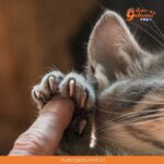 ¿Sabías que las uñas son una parte esencial en el cuerpo de los gatos?