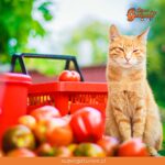 ¿Sabías que el tomate es una de las frutas que pueden comer los gatos?