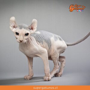 ¿Sabías que el Elfo es una de las razas de gatos más extrañas del mundo?